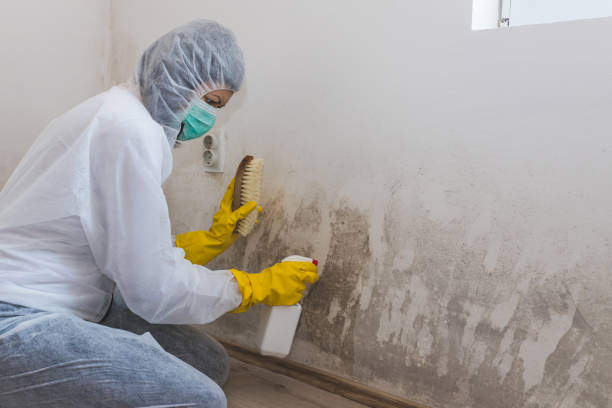 Best Mold Removal for HVAC Installations  in Rion Center, MA